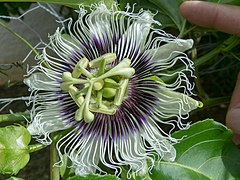 Passiflora (Passionfruit)