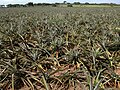 Pineapple field.