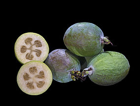   Feijoa