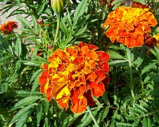 Tagetes patula (French Marigold)