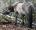 Deutsch: Rückzüchtung eines Tarpan im Tierpark Sababurg.