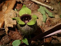 Asarum mikuniense