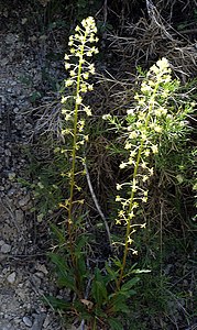 Reseda lanceolata