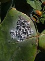 Cochineal on Opuntia ficus indica, Gran Canaria