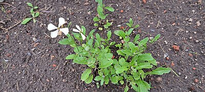 Arugula (Eruca vesicaria subsp. sativa)