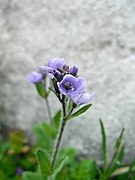 Veronica wormskjoldii