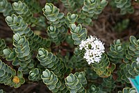 Veronica carnosula (Hebe carnosula)