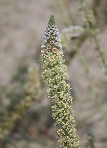 Reseda alba