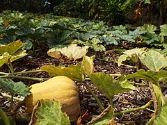 Butternut Squash (Cucurbita moschata)