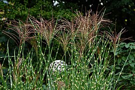 Miscanthus sinensis 'Strictus' (Porcupine Grass, Zebra Grass)