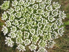 Ammi visnaga (Bishop's flower, Toothpick Weed)