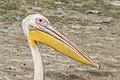 72 Great white pelican (Pelecanus onocrotalus) head uploaded by Charlesjsharp, nominated by Charlesjsharp,  20,  0,  0