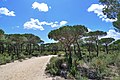 Parque Nacional de Doñana, Andalusia, Spain