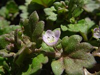 Veronica polita ssp. lilacina