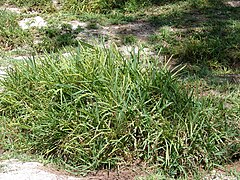 Stenotaphrum secundatum (St. Augustine Grass)