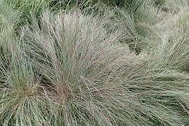 Schizachyrium scoparium (Little Bluestem)