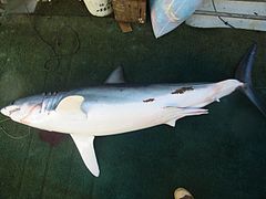 Shortfin mako piro1.jpg