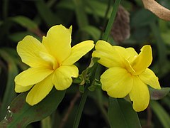 Jasminum mesnyi (Primrose Jasmine)