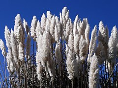 Cortaderia selloana (Pampas Grass)