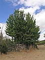 Ulmus minor in Spain