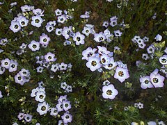 Gilia tricolor (Bird's-Eyes)