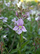 Veronica fruticulosa