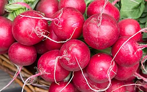 Radish (Raphanus sativus)