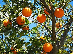 Tangerines, Mandarine Oranges (Citrus reticulata)