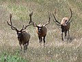 Elk in mid summer