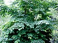 Tilia platyphyllos