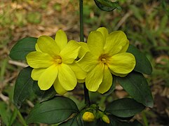 Jasminum nudiflorum (Winter Jasmine)