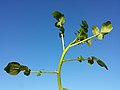 Stem with leaves