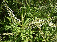 Veronica stenophylla (Hebe angustifolia)