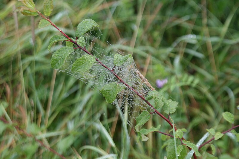 File:Spinnennetz mit Morgentau.jpg