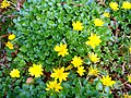 Ranunculus ficaria