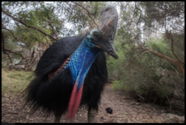 Buiobuione-Cassowary-Casuarius-Casuariidae.tif