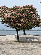 Albizia julibrissin (Silktree, Mimosa Tree)