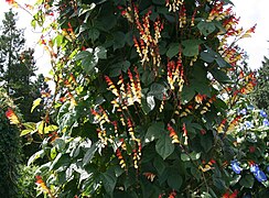 Ipomoea lobata (Firecracker Vine)