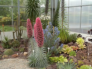 Botanischer Garten, Gewächshaus für Sukkulente und Pflanzen der Kanarischen Inseln.