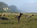 Elk in Redwood National and State Parks