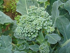 Broccoli (Brassica oleracea var. italica)