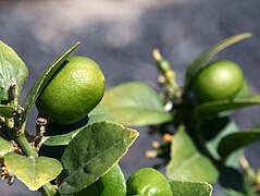 Key Limes (Citrus × aurantiifolia)