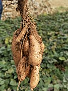 Sweet potatoes (Ipomoea batatas)