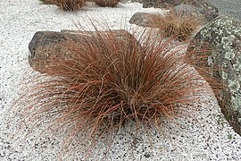 Carex testacea (Orange New Zealand Sedge Grass, Orange Sedge)