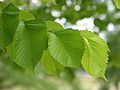 Ulmus glabra 'Lutescens'