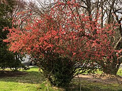 Chaenomeles (Flowering Quince)