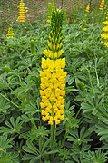 Lupinus densiflorus (Yellow Lupine)