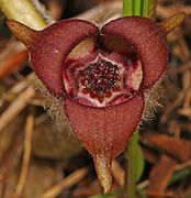 Asarum canadense