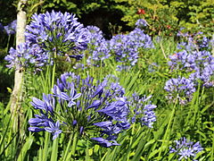 Agapanthus praecox (Lily of the Nile)