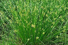 Juncus effusus (Soft Rush)